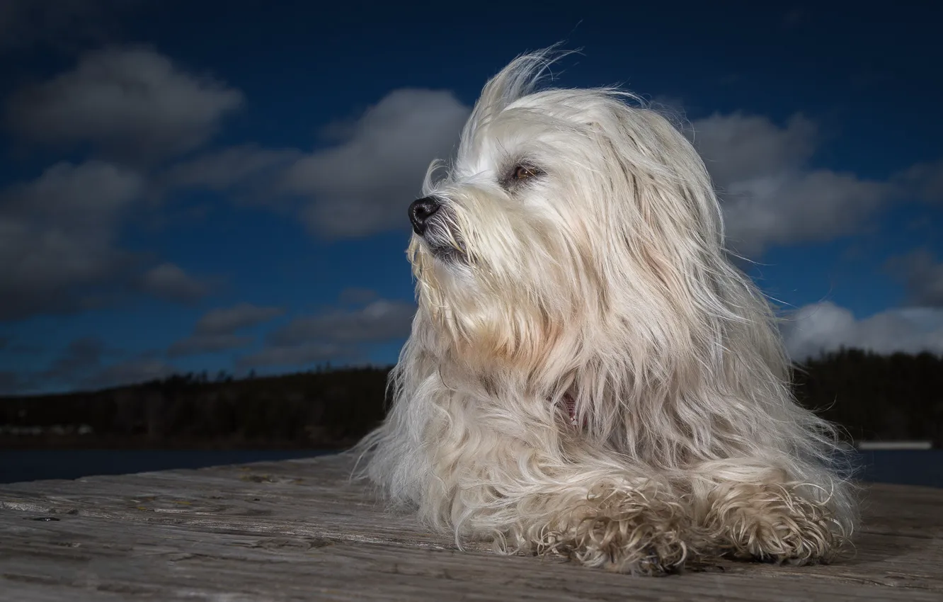 Photo wallpaper dog, the evening, shaggy