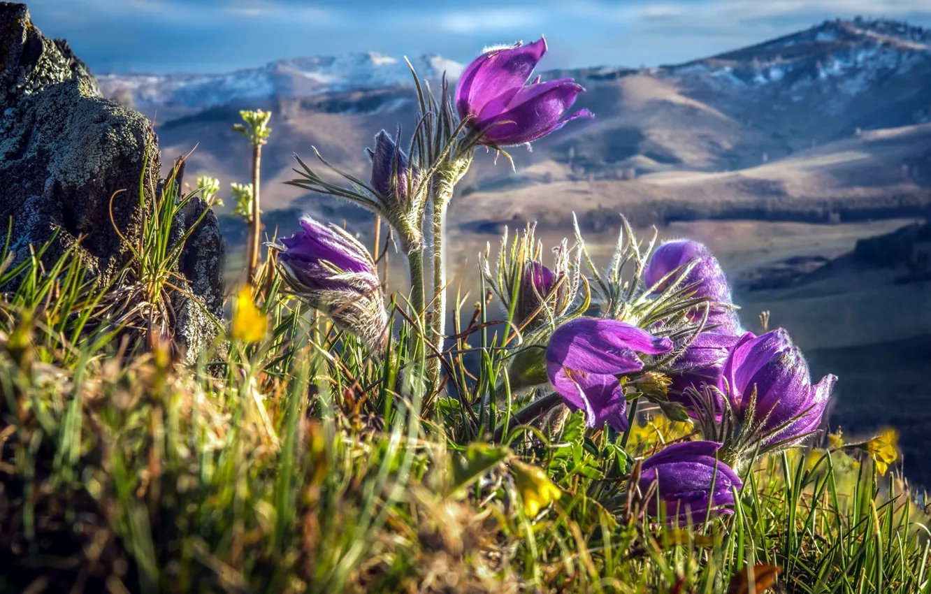 Photo wallpaper meadow, anemones, dream grass