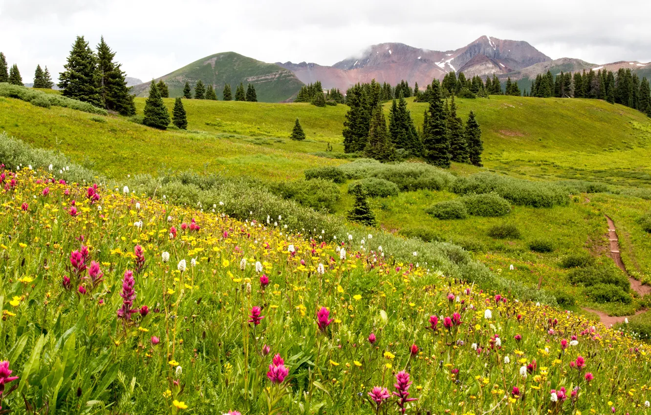 Photo wallpaper greens, field, summer, grass, trees, flowers, mountains, meadow