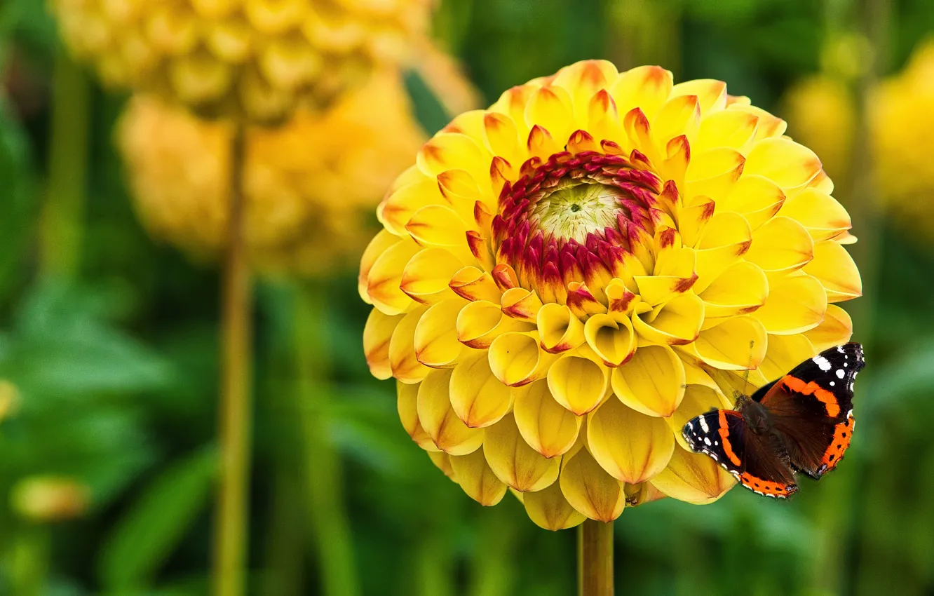 Photo wallpaper flowers, butterfly, yellow, dahlias