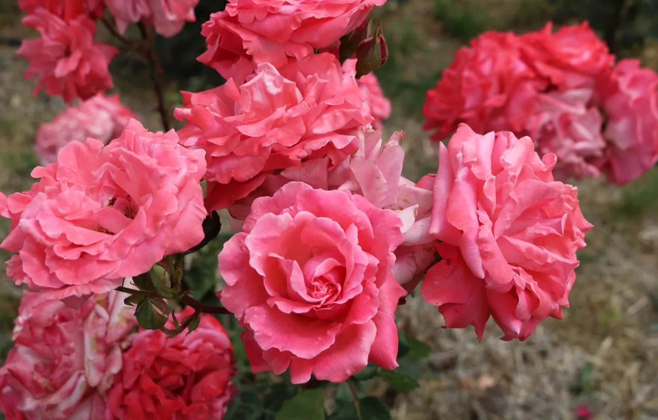 Photo wallpaper flowers, roses, garden, pink, bokeh, rose Bush