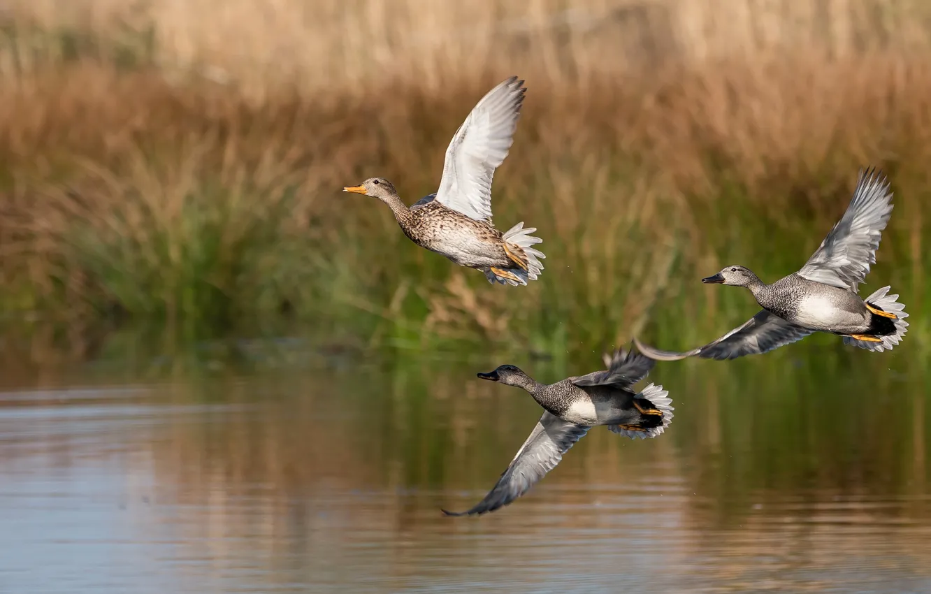 Photo wallpaper grass, water, flight, bird, shore, duck, three, pond