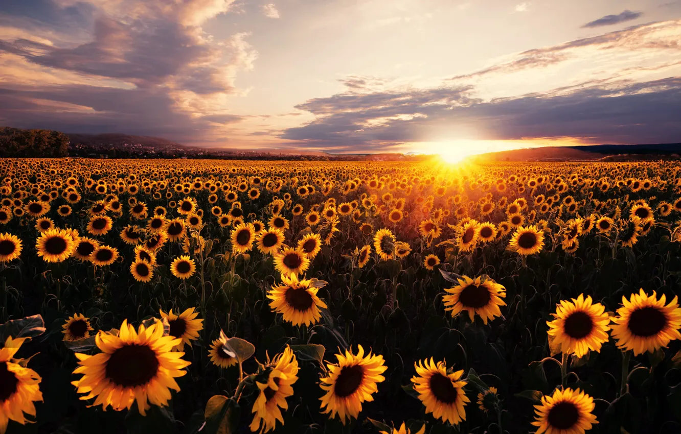 Photo wallpaper field, sunflowers, sunset