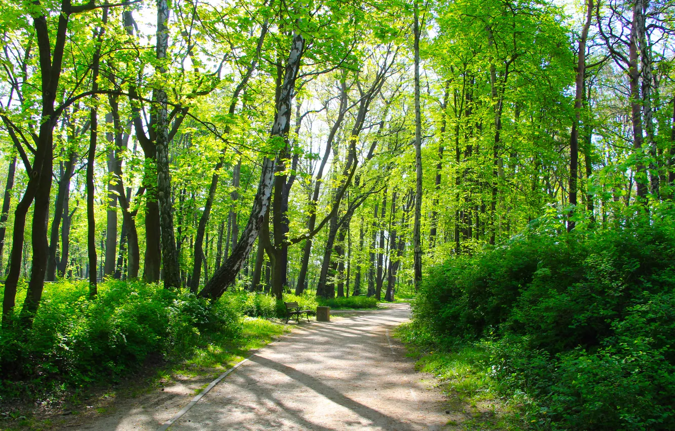 Photo wallpaper green, trees, park, alley