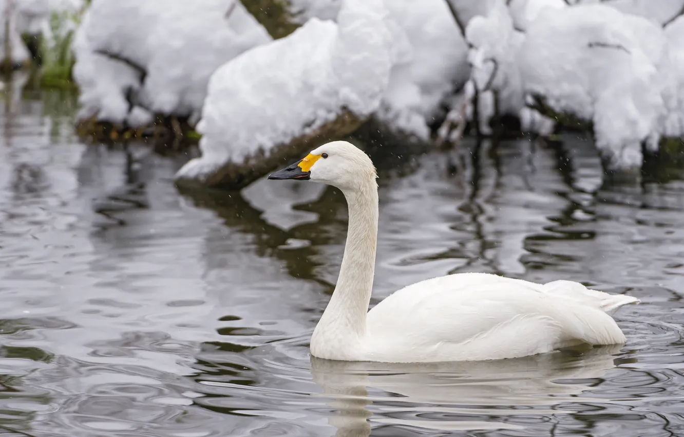 Photo wallpaper white, snow, ruffle, grace, swans, pond, neck