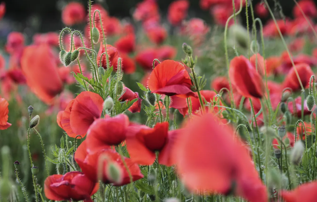 Photo wallpaper field, flowers, red, bright, Maki, pink