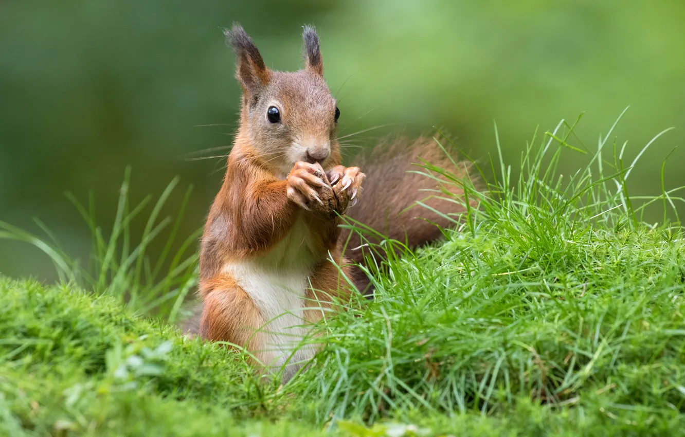 Photo wallpaper greens, grass, nature, protein, beauty, nuts, harmony, manicure