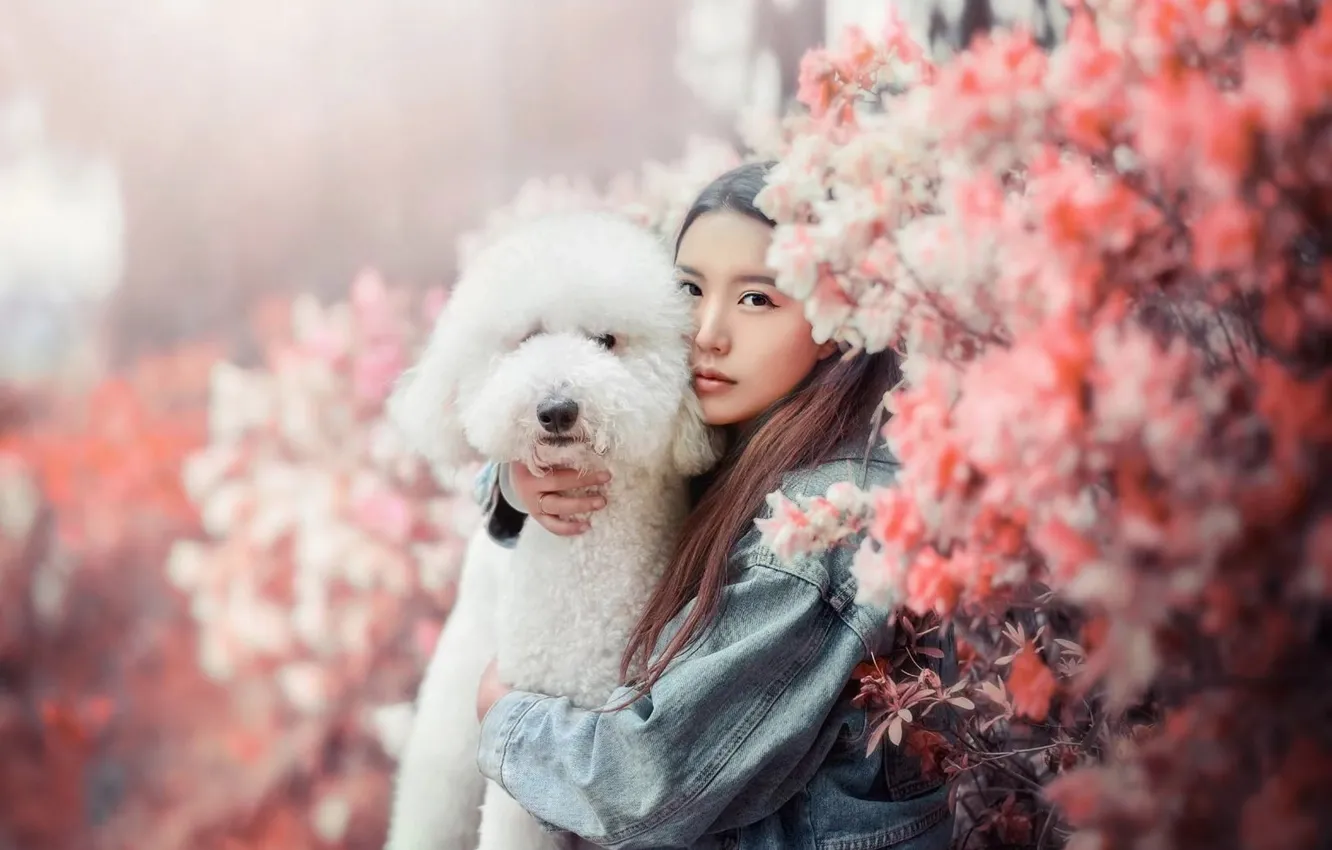 Photo wallpaper look, girl, portrait, dog, Asian, poodle