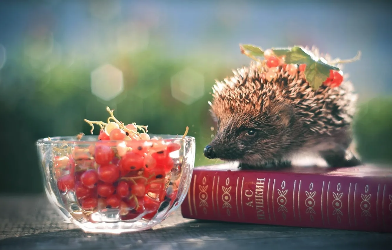 Photo wallpaper barb, book, currants, hedgehog