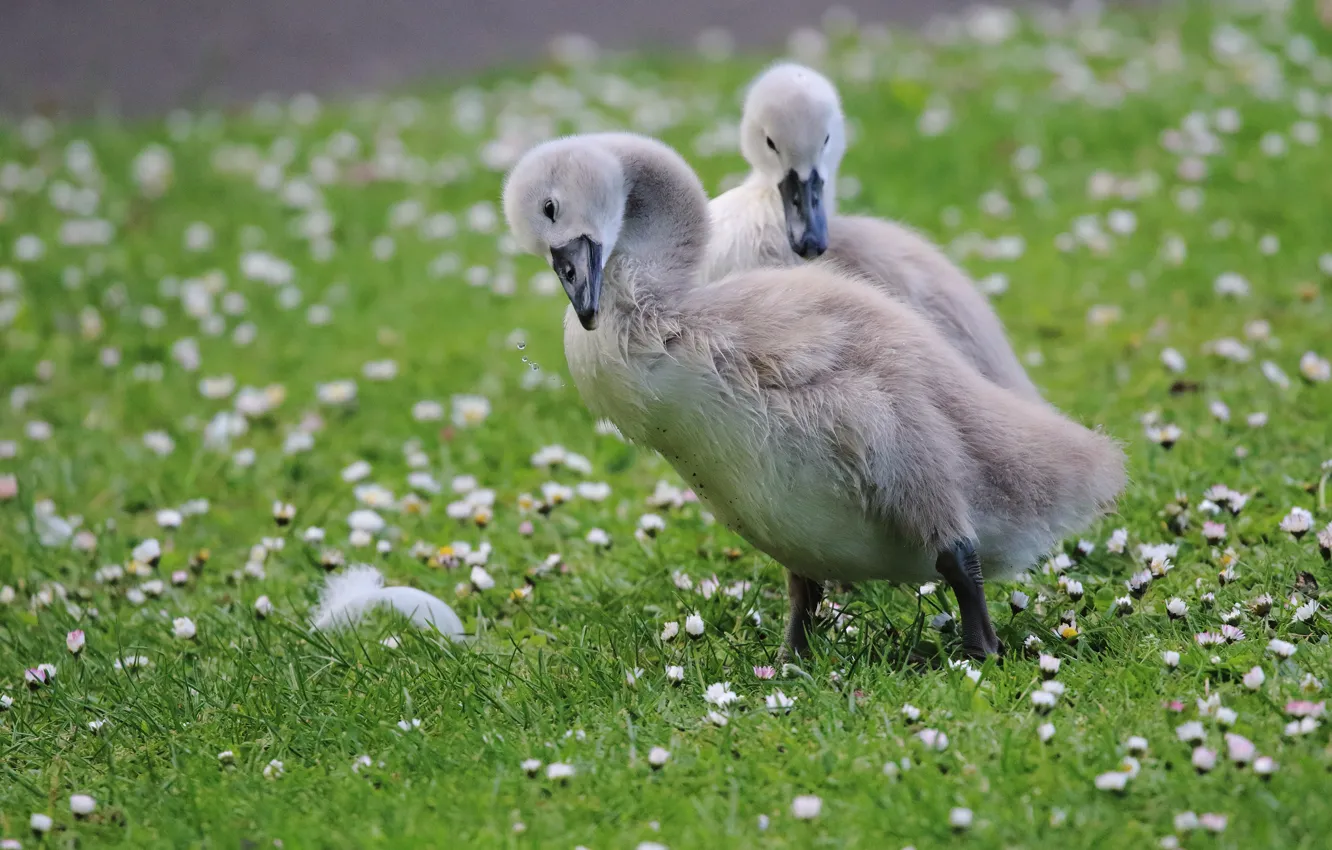 Photo wallpaper greens, grass, flowers, nature, grey, bird, glade, two
