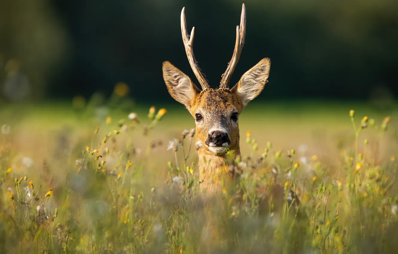 Photo wallpaper face, portrait, ROE