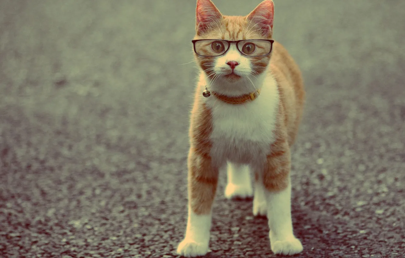 Photo wallpaper cat, animal, red, glasses, collar