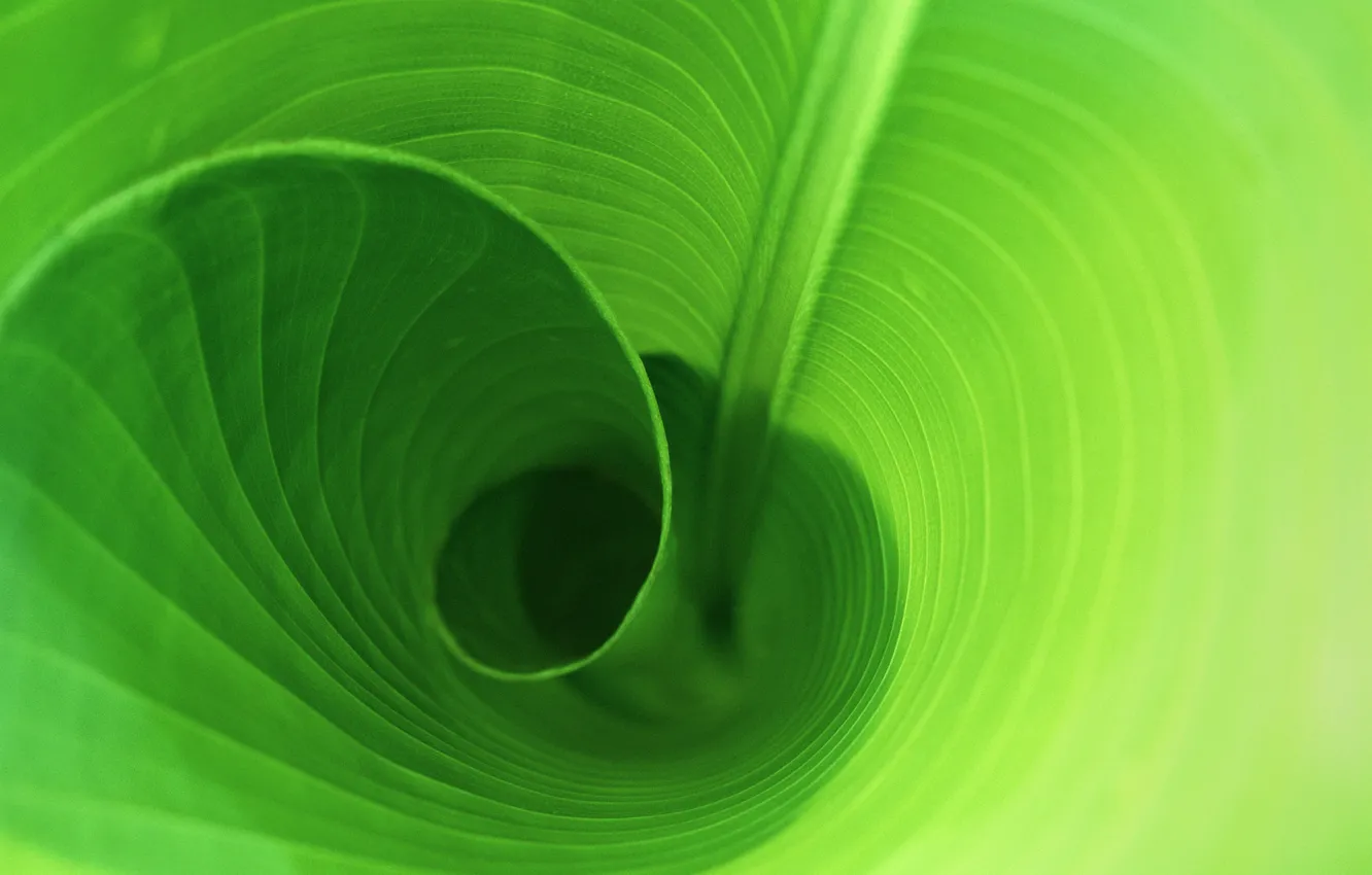 Photo wallpaper Greens, Round, Leaf