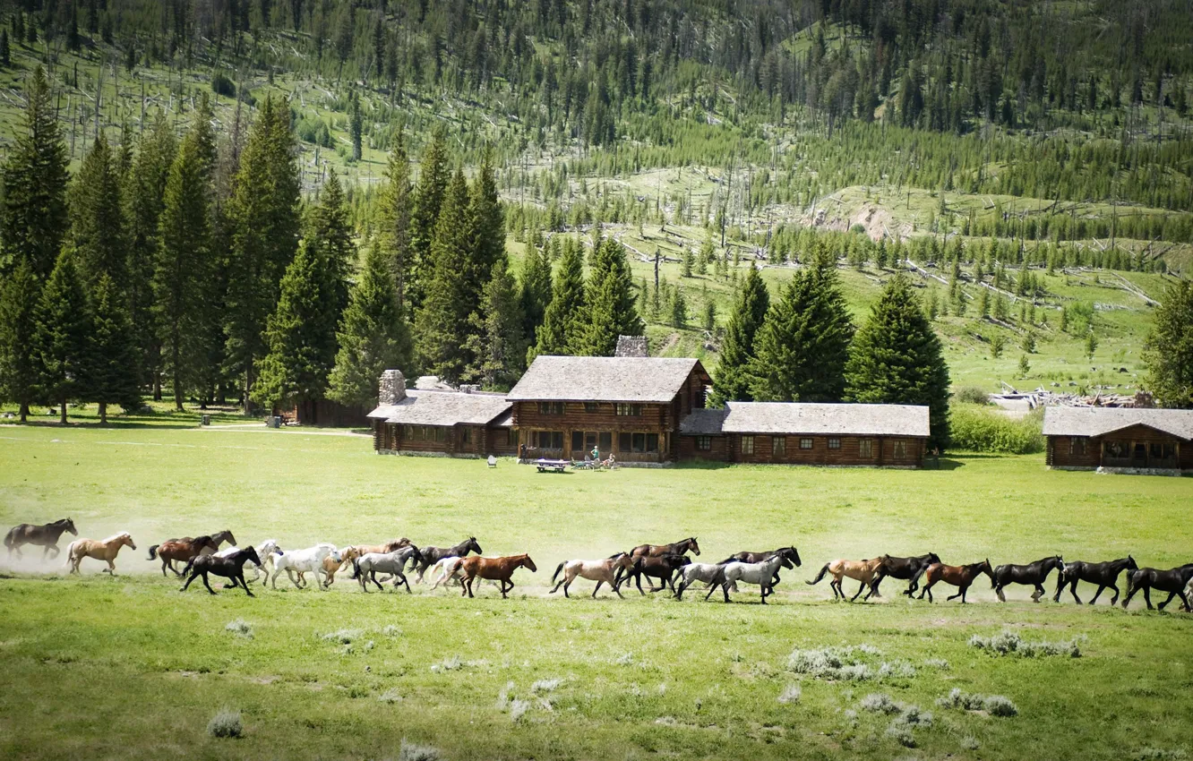 Photo wallpaper landscape, nature, horses