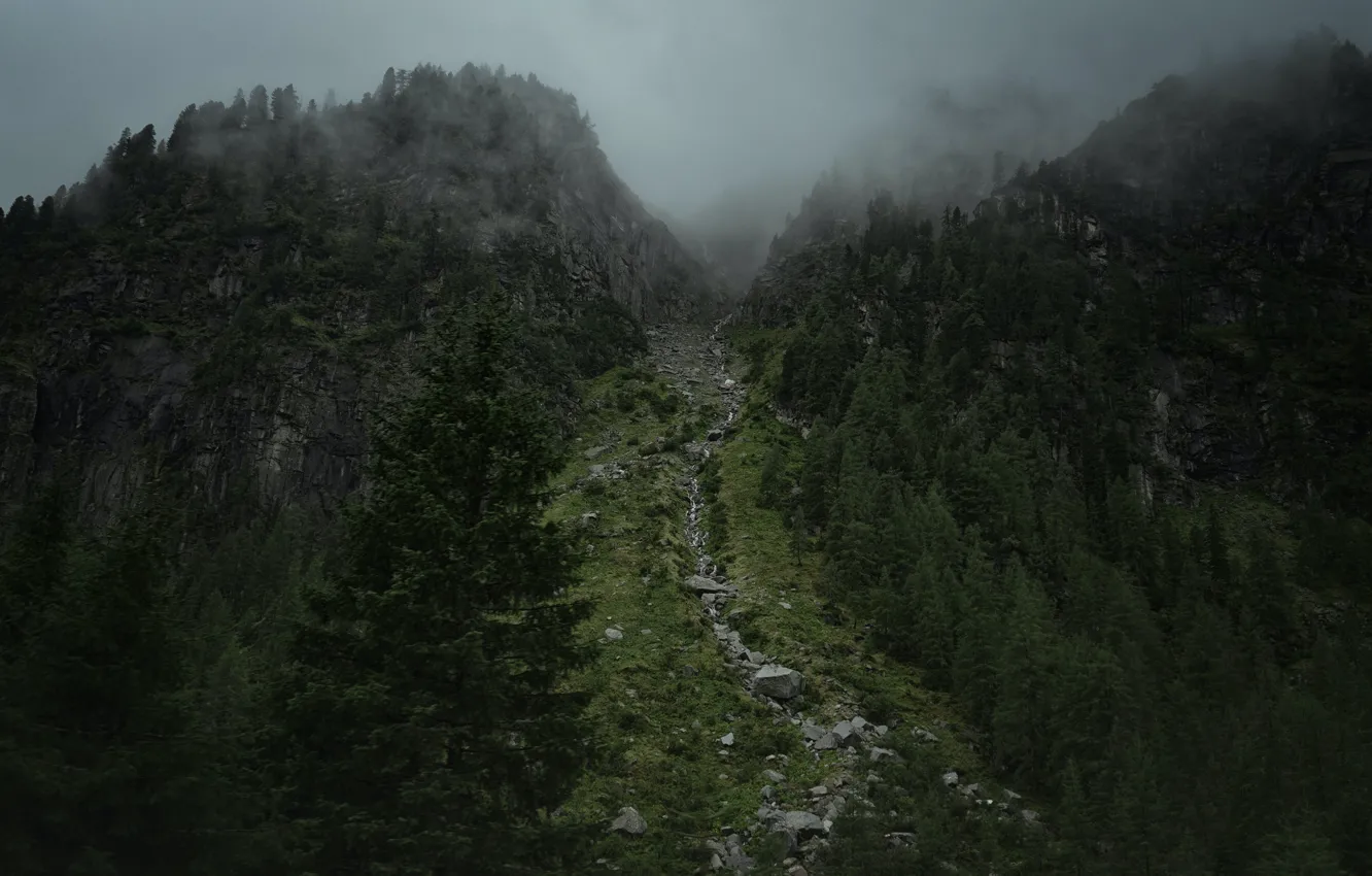 Photo wallpaper trees, mountains, nature, fog, stones, rocks
