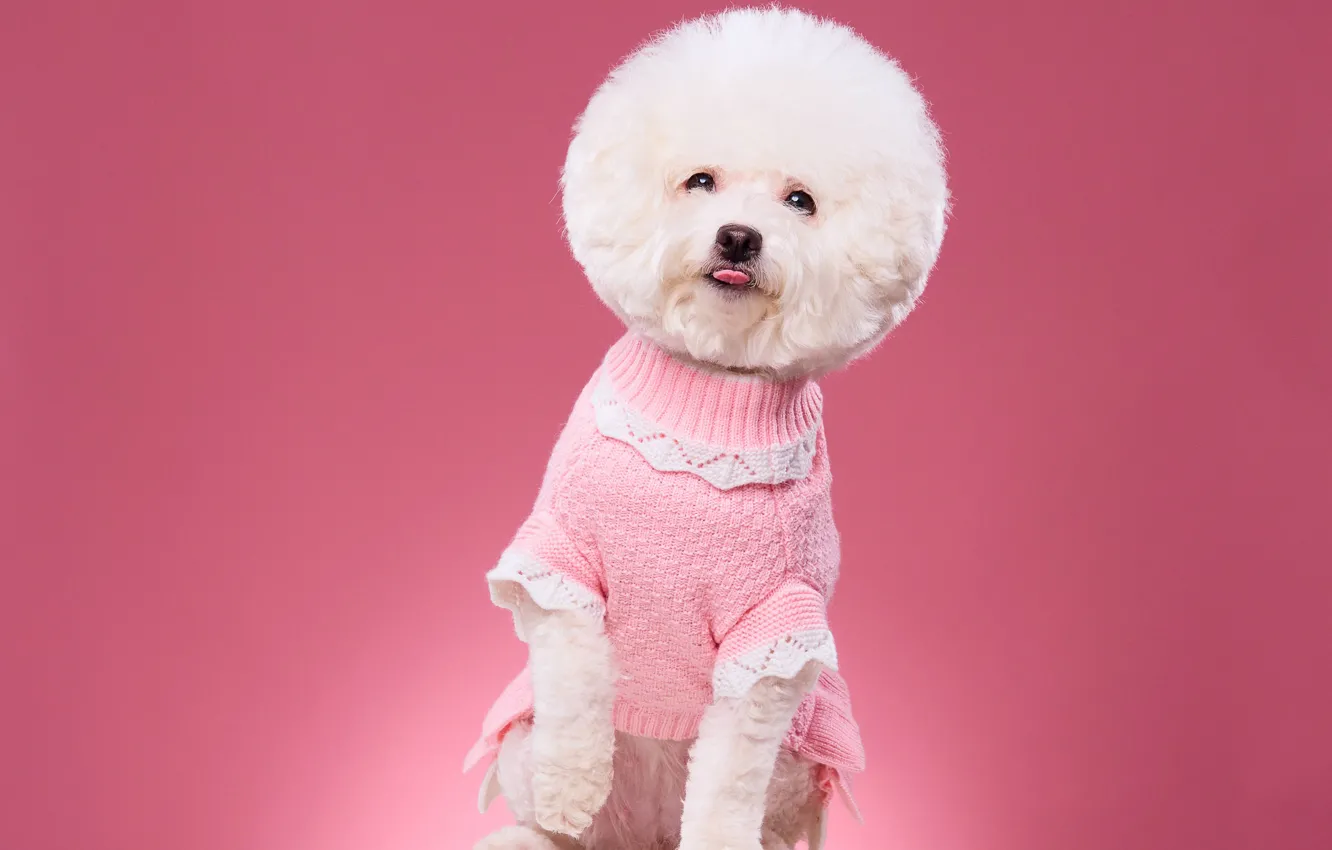 Photo wallpaper background, haircut, portrait, dog, blouse, photoshoot, Bichon Frise