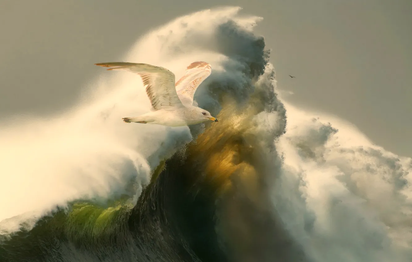 Photo wallpaper storm, bird, element