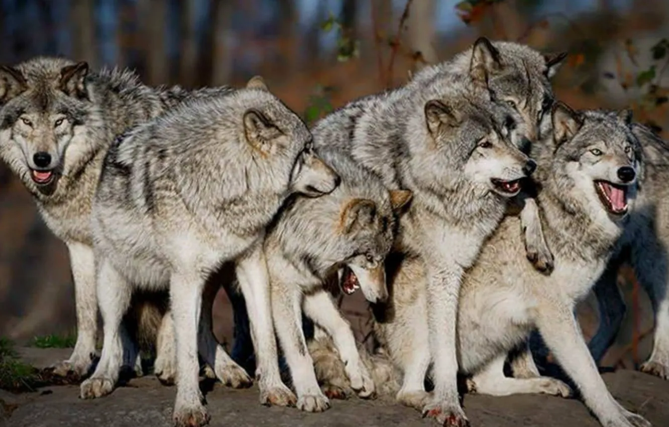 Photo wallpaper animals, wolf, wolves, pack, nature HD wallpaper, THE WOLF PACK