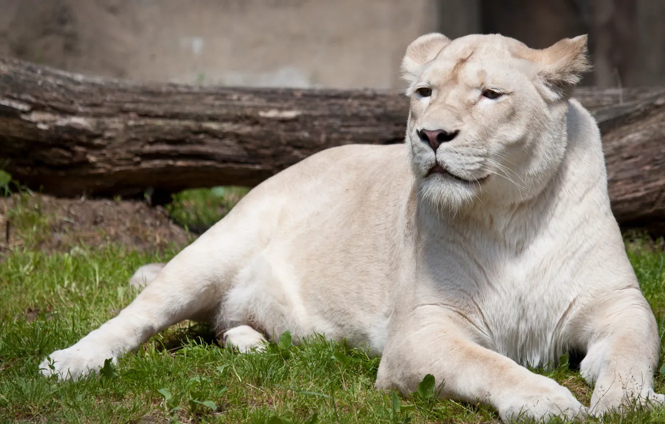 Photo wallpaper white, grass, tiger, albino