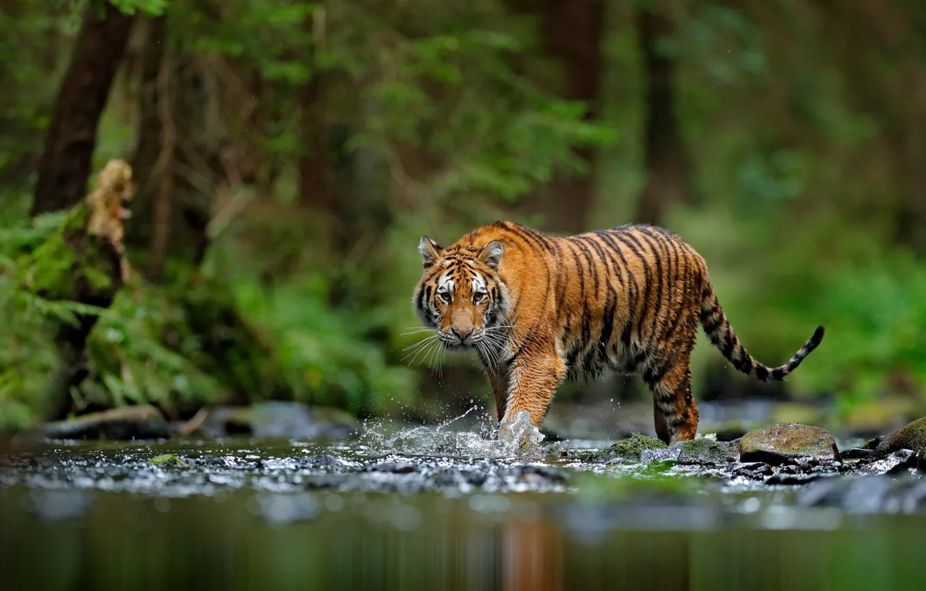 Photo wallpaper forest, look, face, water, squirt, nature, tiger, shore