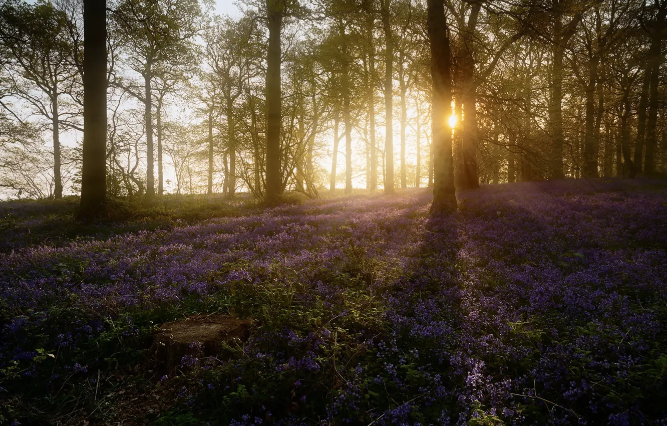 Photo wallpaper forest, spring, morning