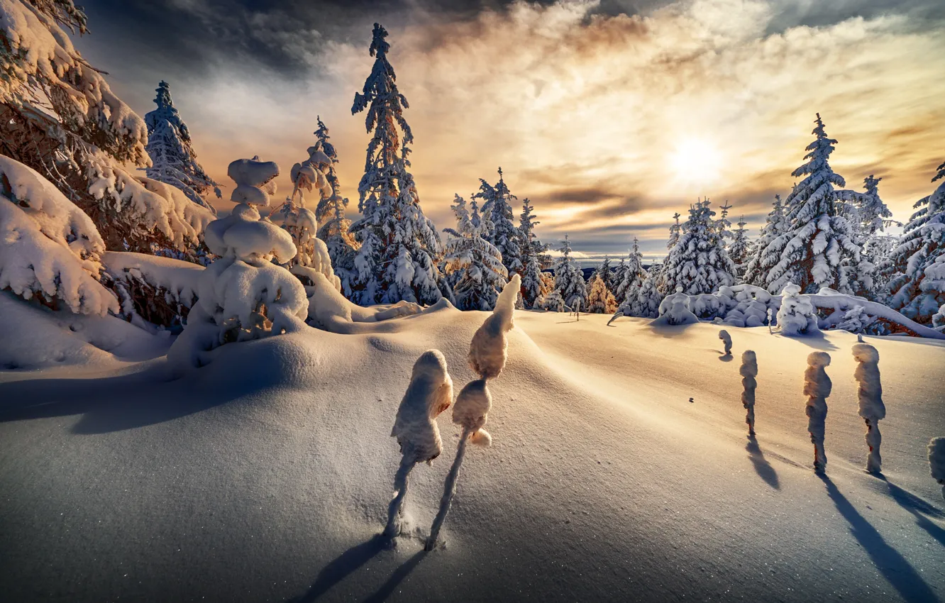 Photo wallpaper winter, forest, the sky, the sun, clouds, snow, branches, in the snow