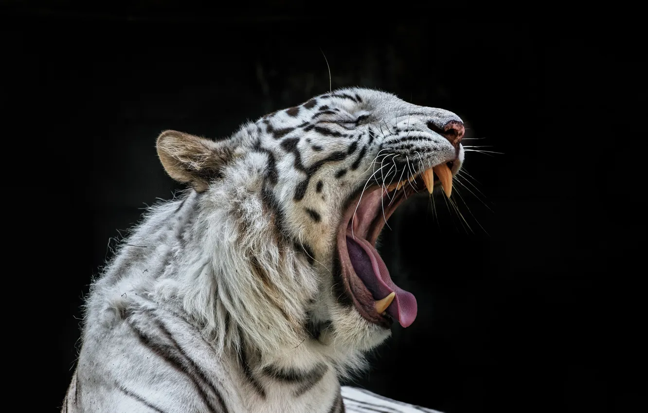 Photo wallpaper cat, mouth, fangs, white tiger, yawns