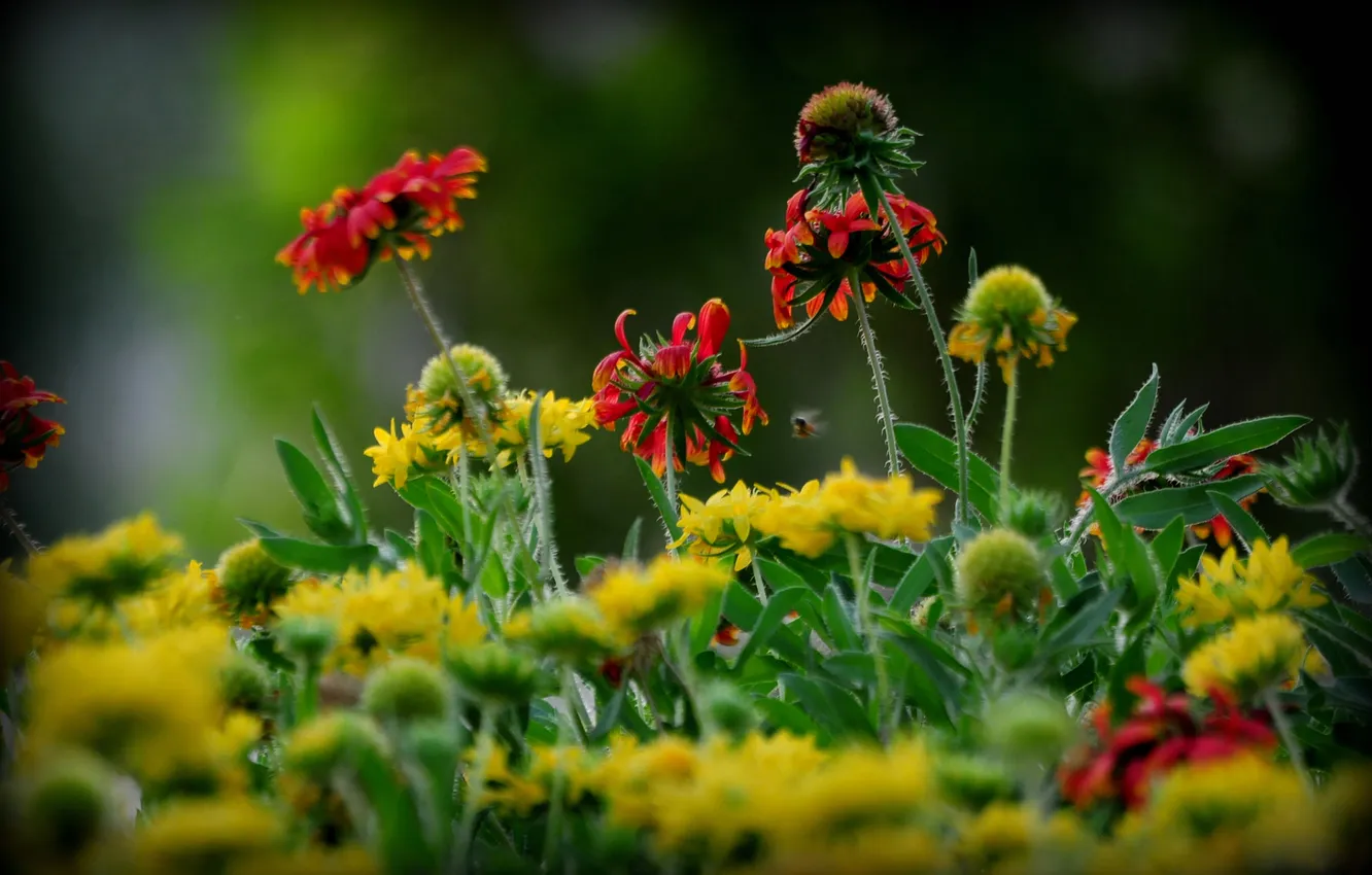 Photo wallpaper leaves, flowers, petals, garden, stem