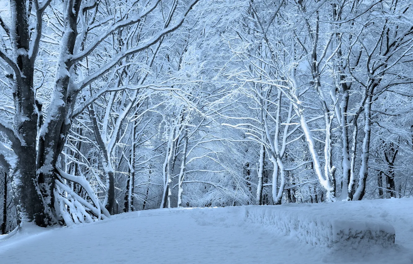 Photo wallpaper winter, snow, trees