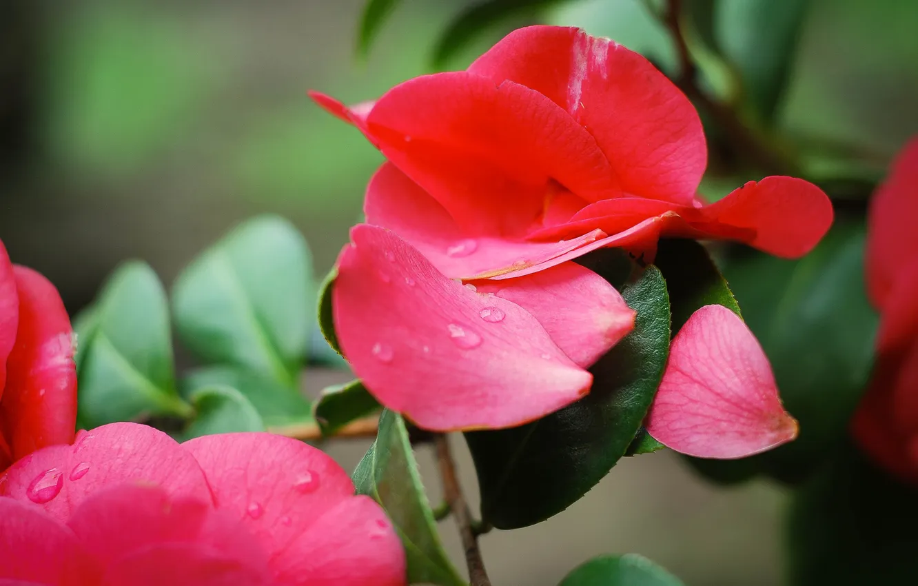 Photo wallpaper macro, flowers, roses, petals