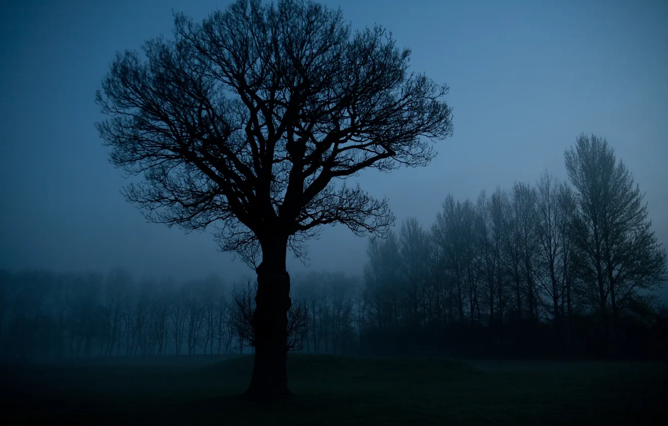 Photo wallpaper the sky, trees, night, nature, silhouette, gloomy