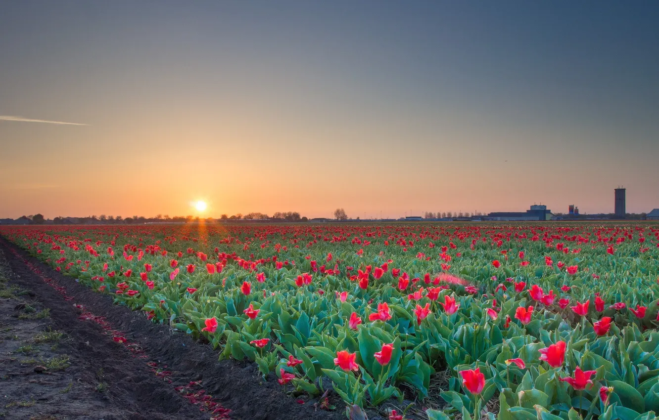 Photo wallpaper field, dawn, tulips, red