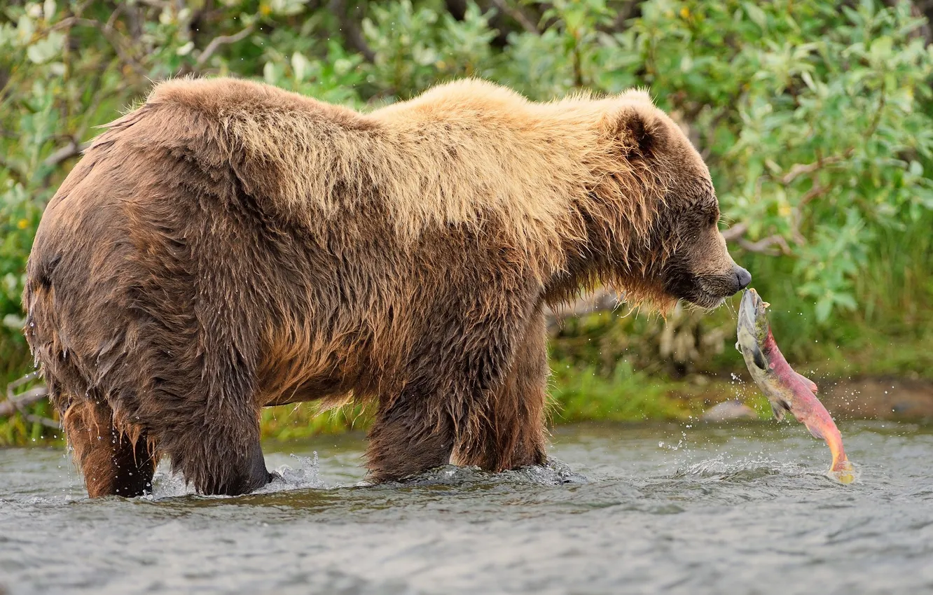 Photo wallpaper water, nature, animal, fish, predator, bear