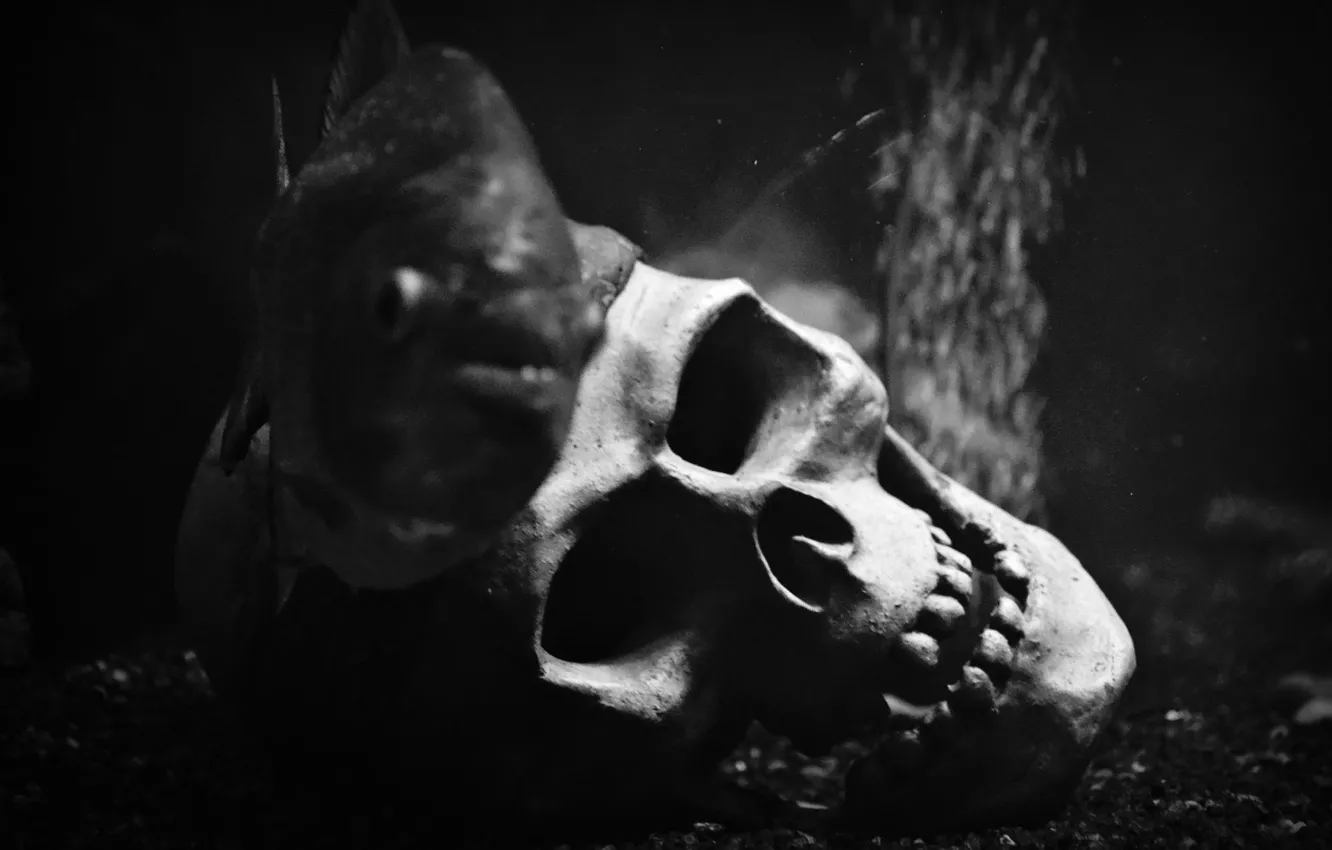 Photo wallpaper skull, aquarium, piranhas
