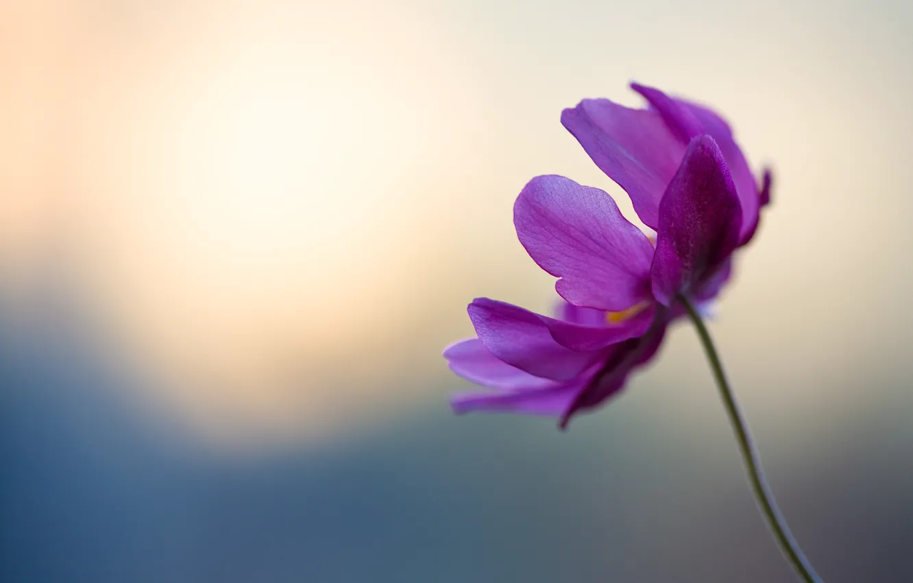 Photo wallpaper flower, purple, gentle, petals, stem, flower, blue, bokeh