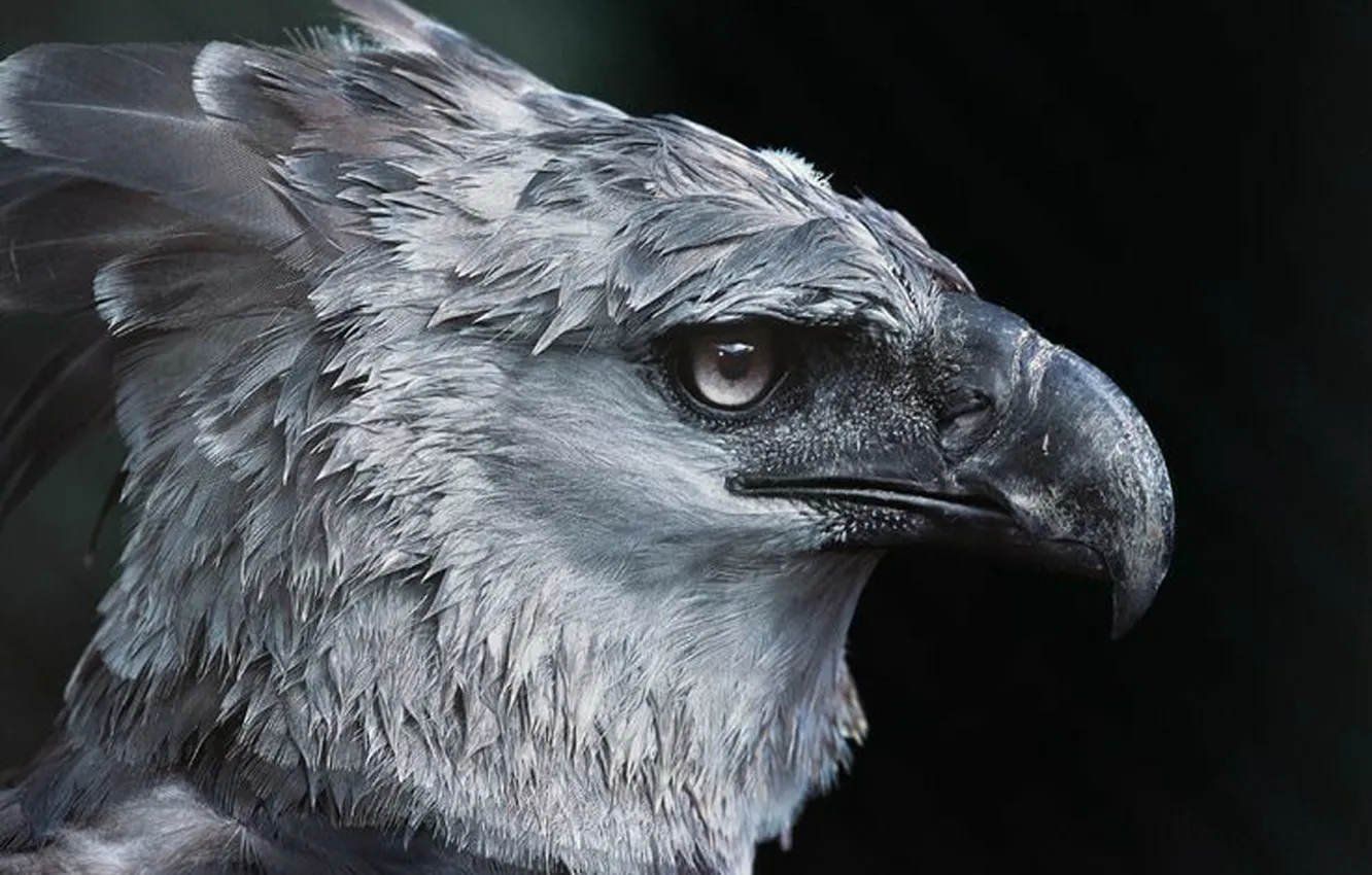 Photo wallpaper Eagle, bird, harpy, monkey killer