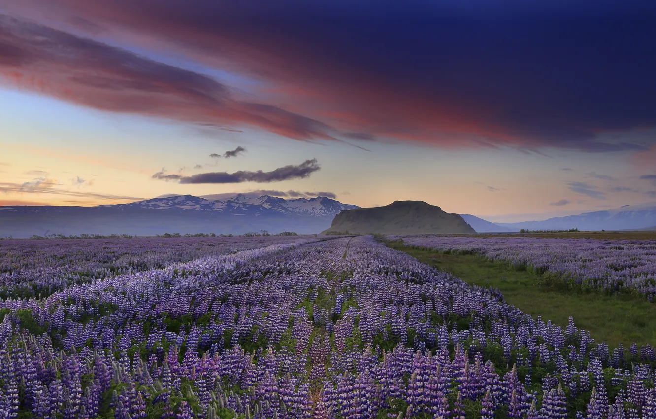 Photo wallpaper the sky, clouds, sunset, flowers, mountains, the evening, Iceland, lilac
