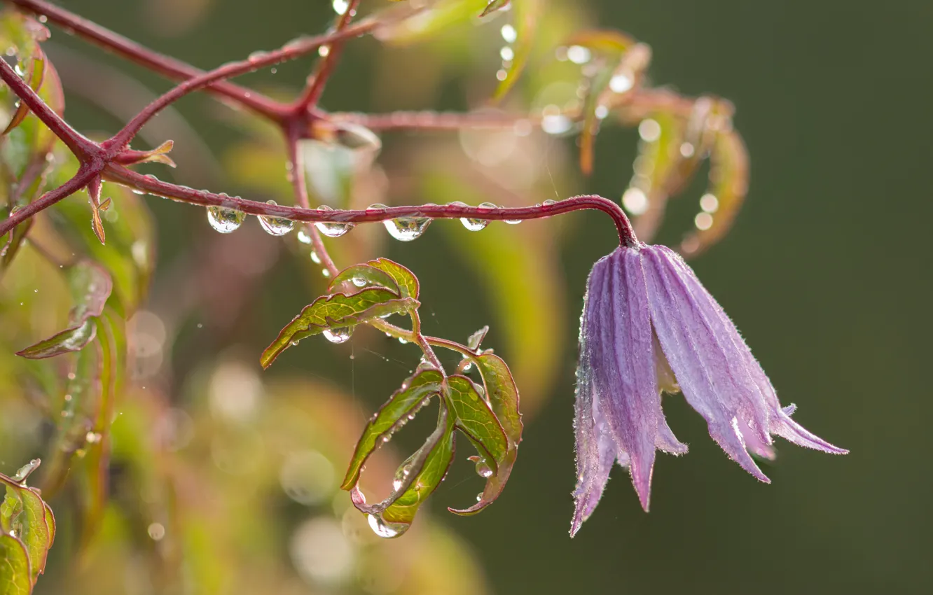 Photo wallpaper leaves, drops, macro, Rosa, Clematis, Knyazhik