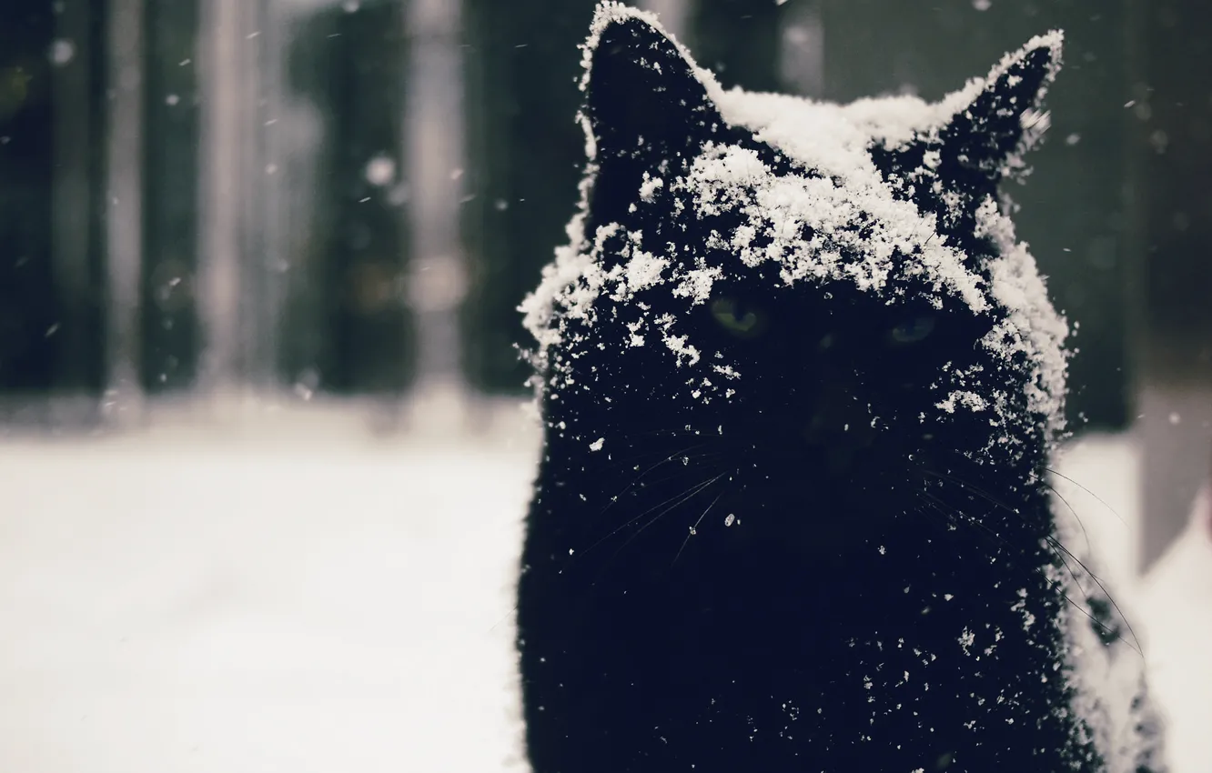 Photo wallpaper eyes, cat, look, snow, background, Kote, Moody