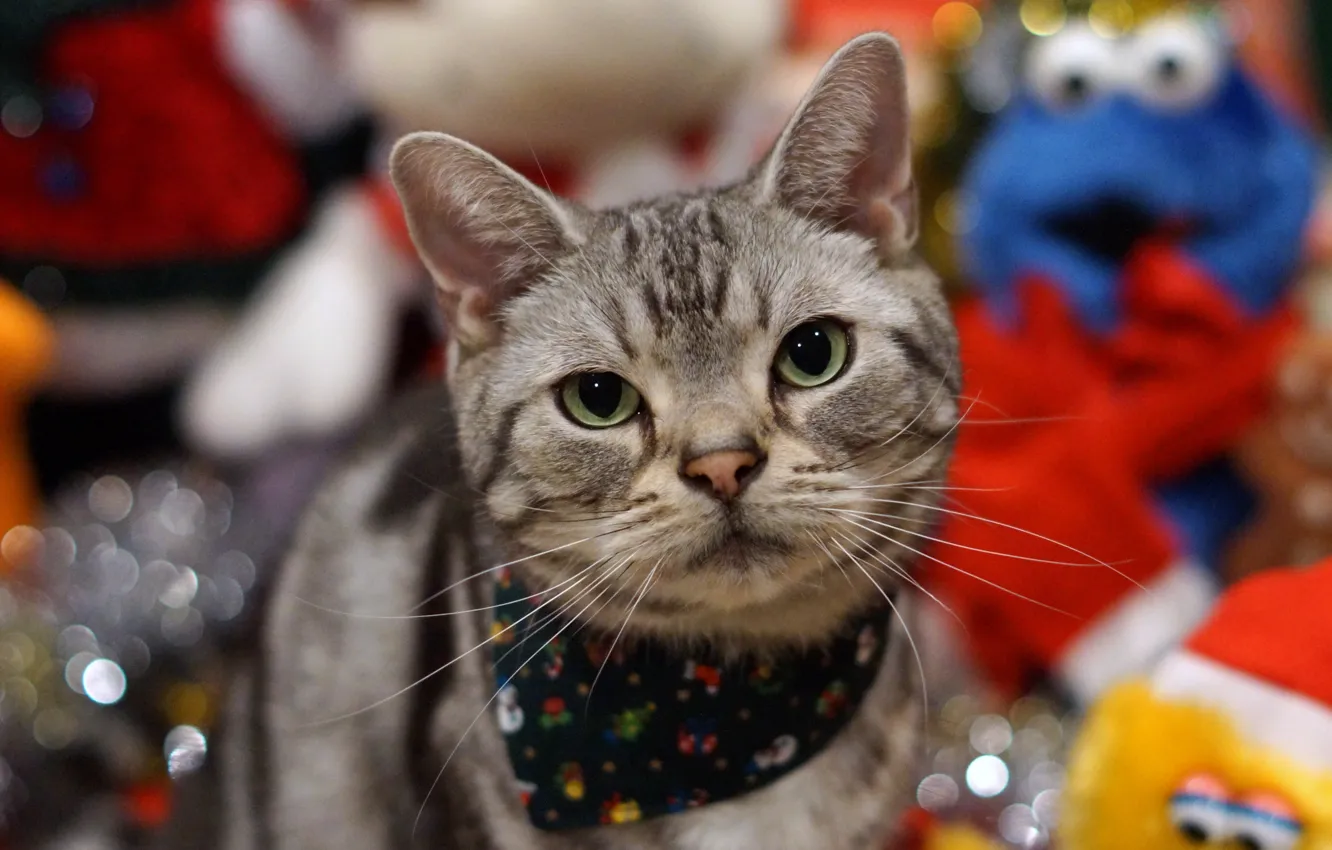 Photo wallpaper cat, holiday, Koshak, Tomcat