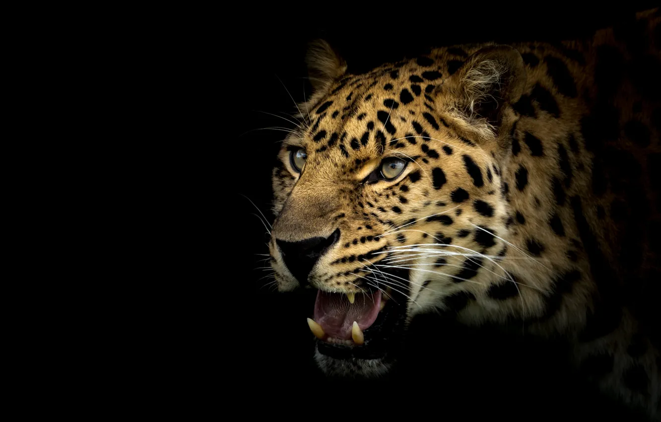 Photo wallpaper face, portrait, leopard, grin, black background