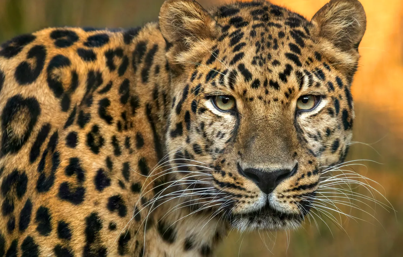 Photo wallpaper look, face, portrait, leopard