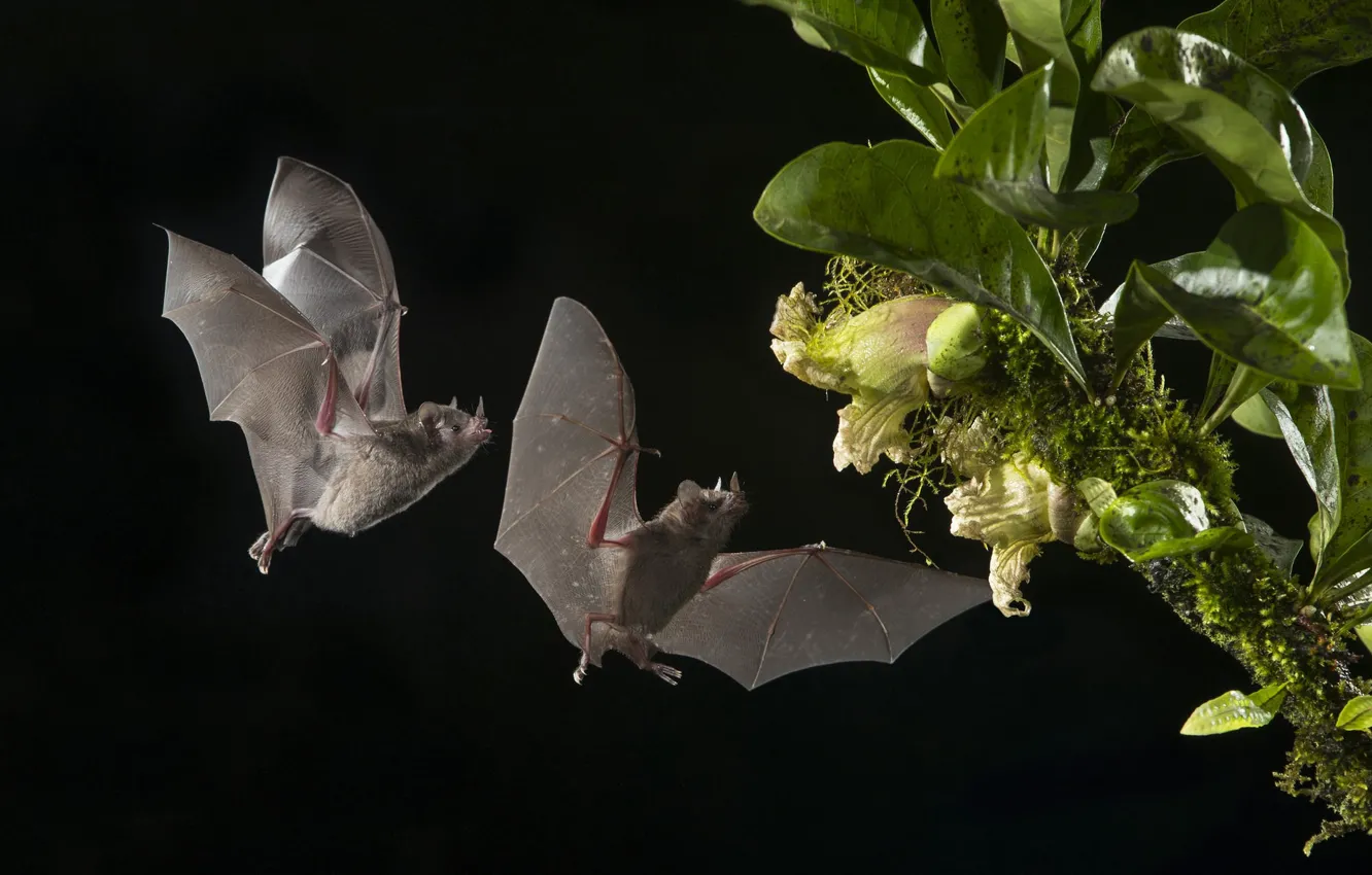 Photo wallpaper flower, night, Bat, Pair
