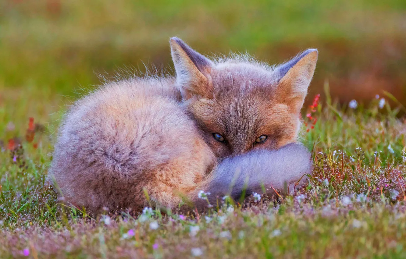 Photo wallpaper grass, eyes, look, face, flowers, nature, pose, green