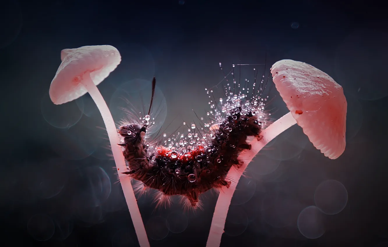 Photo wallpaper macro, caterpillar, mushrooms, hairy, shaggy