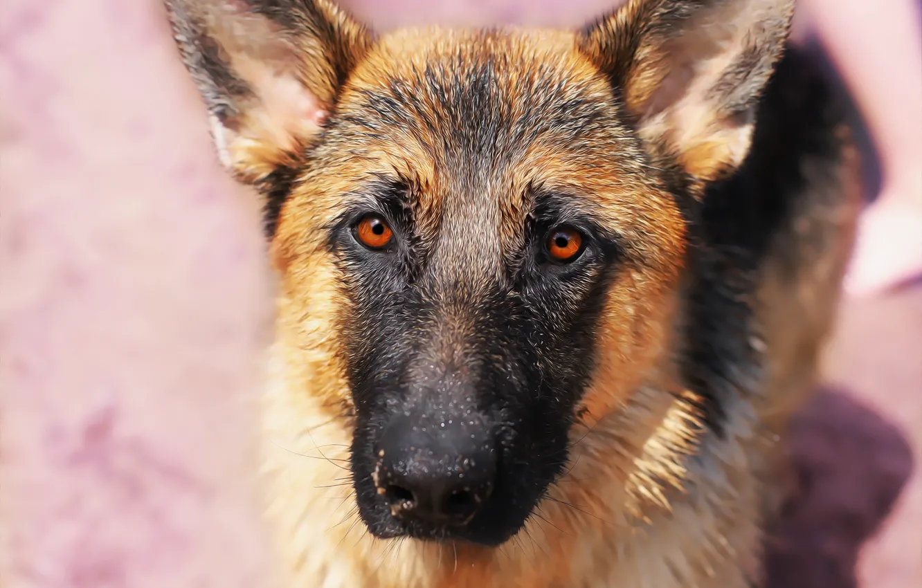 Photo wallpaper look, face, each, shepherd