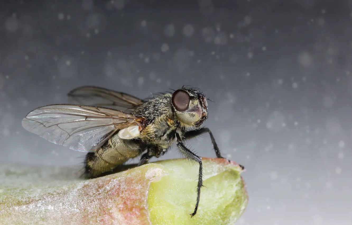 Photo wallpaper macro, fly, background, insect