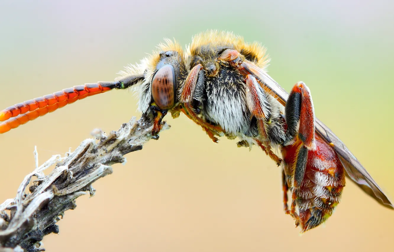 Photo wallpaper macro, close-up, nature, bee, background, macro, plant, OSA