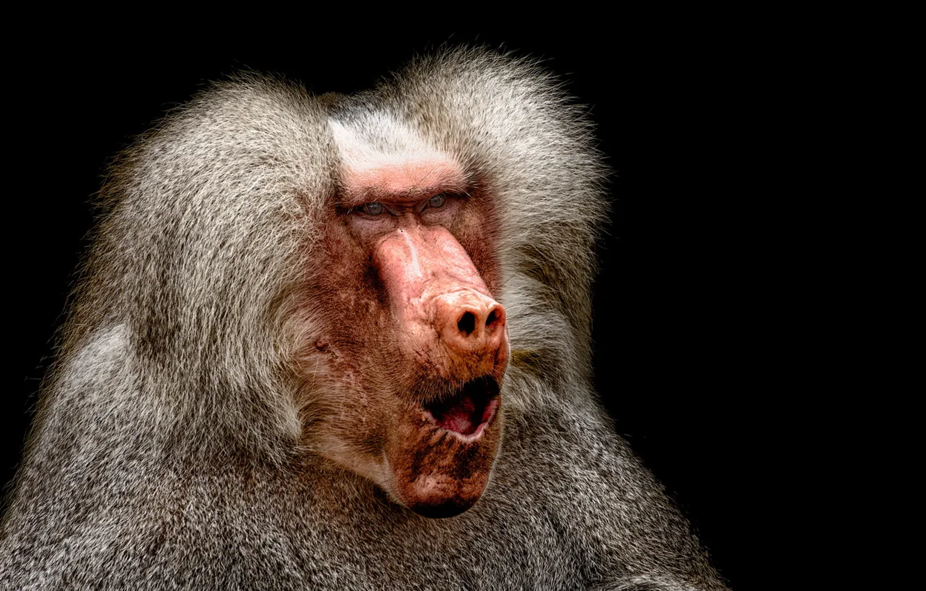 Photo wallpaper look, nature, monkey, Pavian