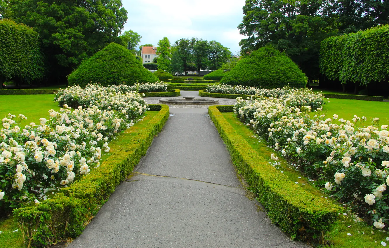 Photo wallpaper park, roses, alley